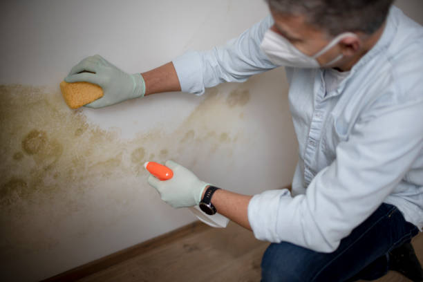 Trusted Whispering Pines, NC Mold Remediation Experts